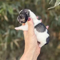 Wrin , a female Miniature Schnauzer for sale in Glasgow, KY – Photo 2 of 4
