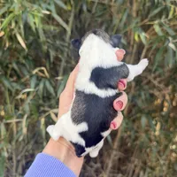 Wrin , a female Miniature Schnauzer for sale in Glasgow, KY – Photo 4 of 4