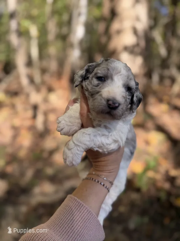 Floki  – Aussiedoodle puppy for sale in Glasgow, KY