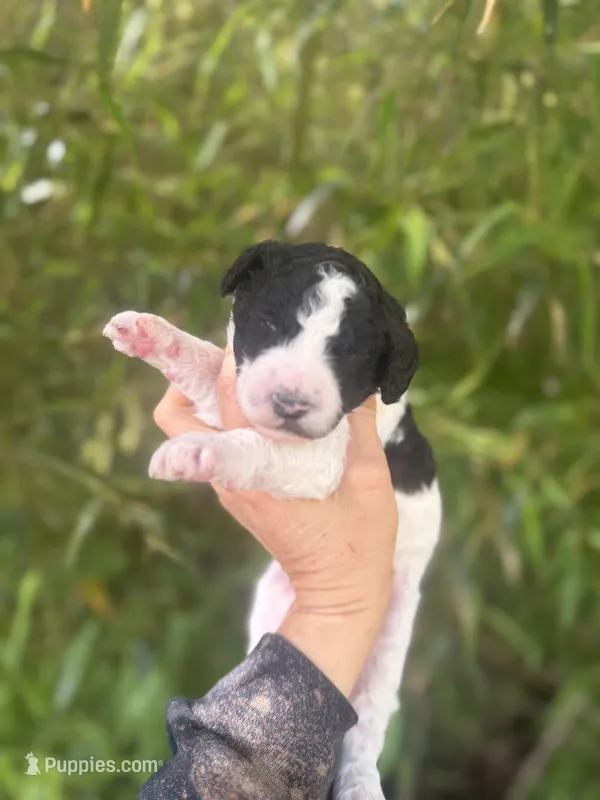 Felicia  – Aussiedoodle puppy for sale in Glasgow, KY