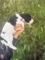 Felicia , a female Aussiedoodle for sale in Glasgow, KY – Photo 4 of 6