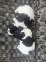 Felicia , a female Aussiedoodle for sale in Glasgow, KY – Photo 5 of 6