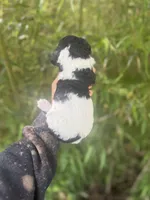 Felicia , a female Aussiedoodle for sale in Glasgow, KY – Photo 3 of 6