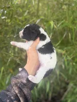 Felicia , a female Aussiedoodle for sale in Glasgow, KY – Photo 2 of 6