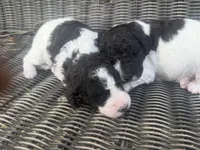 Felicia , a female Aussiedoodle for sale in Glasgow, KY – Photo 6 of 6
