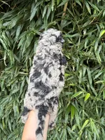 Sid , a male Goldendoodle for sale in Glasgow, KY – 2 of 2