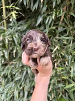 Chocolate Bar , a male Cocker Spaniel for sale in Glasgow, KY – 1 of 2