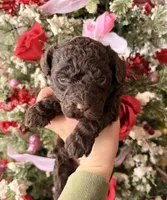 Niki, a female Goldendoodle for sale in Glasgow, KY – Photo 1 of 2