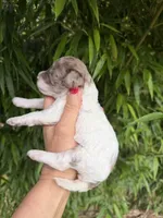Verna , a female Cockapoo for sale in Glasgow, KY – 2 of 4