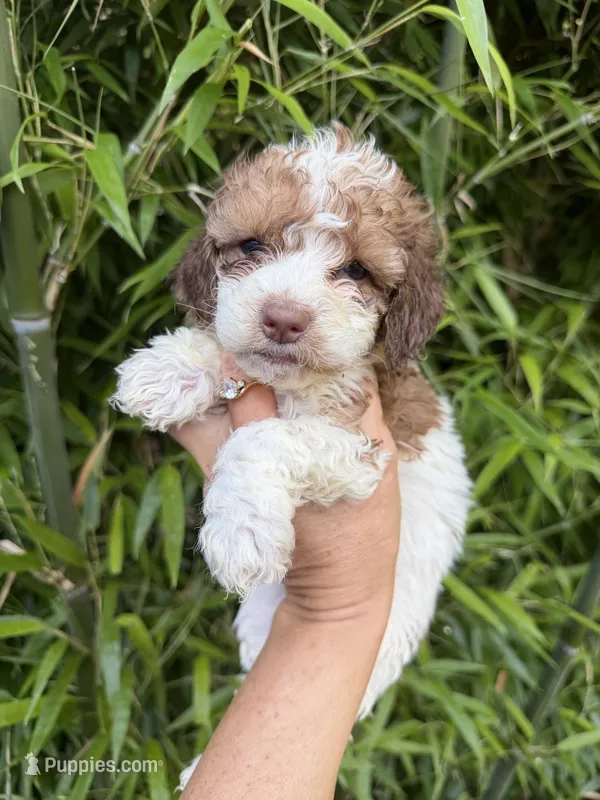 Vivian  – Cockapoo puppy for sale in Glasgow, KY