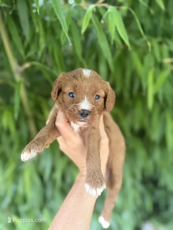 Ruby – Cavapoo puppy for sale in Glasgow, KY