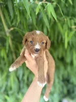 Ruby, a female Cavapoo for sale in Glasgow, KY – 1 of 2