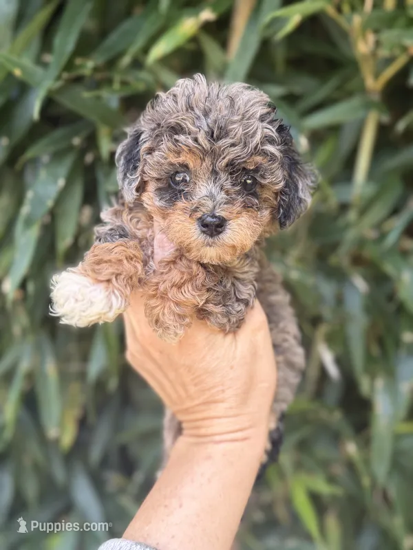 Unique  – Cockapoo puppy for sale in Glasgow, KY