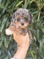 Unique , a female Cockapoo for sale in Glasgow, KY – 1 of 4