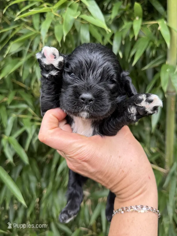 Dale  – Cocker Spaniel puppy for sale in Glasgow, KY