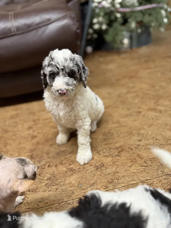 Festus  – Aussiedoodle puppy for sale in Glasgow, KY