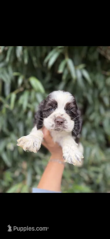Pat – Cocker Spaniel puppy for sale in Glasgow, KY