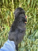 Tyler, a male Miniature Aussiedoodle for sale in Glasgow, KY – 2 of 2