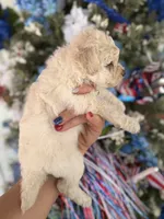 Bee , a female Cockapoo for sale in Glasgow, KY – 4 of 4