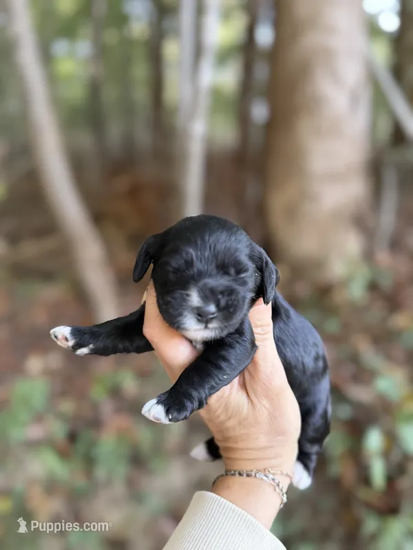 Darla  – Cocker Spaniel puppy for sale in Glasgow, KY