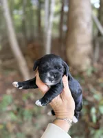 Darla , a female Cocker Spaniel for sale in Glasgow, KY – 1 of 3