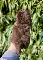 Banjo , a male Pomapoo for sale in Glasgow, KY – 2 of 2