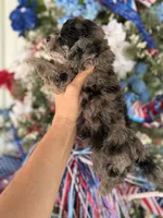 Buck , a male Cockapoo for sale in Glasgow, KY – 3 of 4