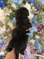Bonnie , a female Cockapoo for sale in Glasgow, KY – 2 of 4