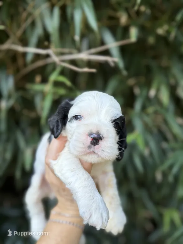 Peter – Cocker Spaniel puppy for sale in Glasgow, KY