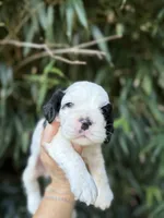 Peter, a male Cocker Spaniel for sale in Glasgow, KY – 1 of 7