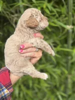 Tinker , a female Cockapoo for sale in Glasgow, KY – 3 of 4