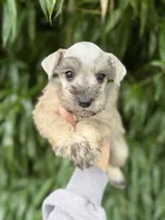 Salt, a female Miniature Schnauzer for sale in Glasgow, KY – 1 of 1