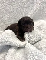 Beanie, a female Peekapoo for sale in Glasgow, KY – Photo 1 of 4