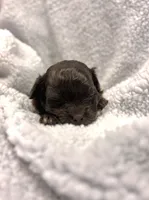 Beanie, a female Peekapoo for sale in Glasgow, KY – Photo 3 of 4