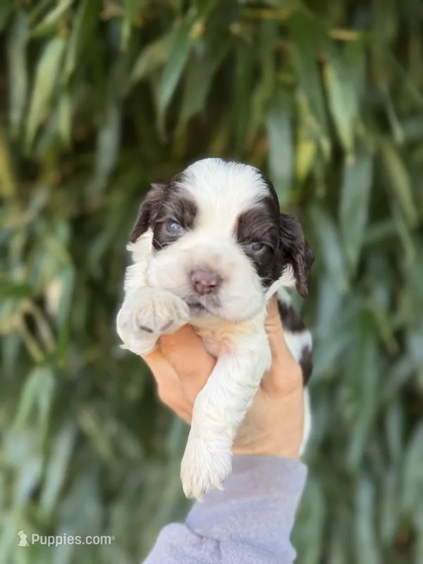 Pat – Cocker Spaniel puppy for sale in Glasgow, KY