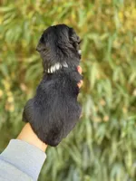Ally, a female Miniature American Shepherd for sale in Glasgow, KY – 2 of 2