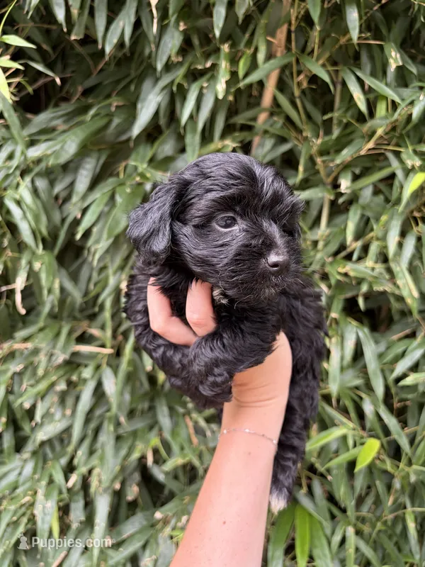 Mr Black  – Miniature Aussiedoodle puppy for sale in Glasgow, KY