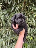 Mr Black , a male Miniature Aussiedoodle for sale in Glasgow, KY – 1 of 2