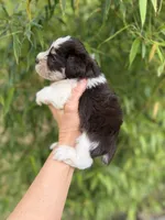 Nelson, a male Miniature Schnauzer for sale in Glasgow, KY – 2 of 4