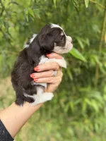 Nelson, a male Miniature Schnauzer for sale in Glasgow, KY – 3 of 4