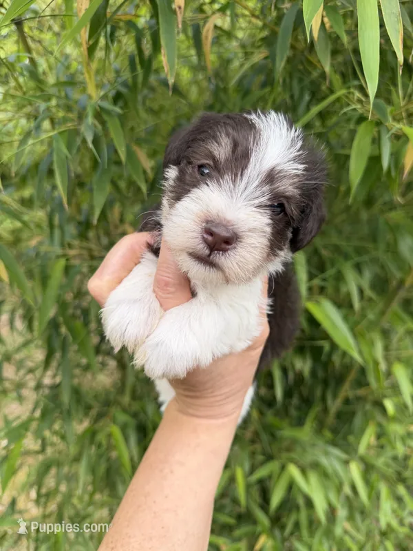 Nelson, a male Miniature Schnauzer for sale in Glasgow, KY – 1 of 4