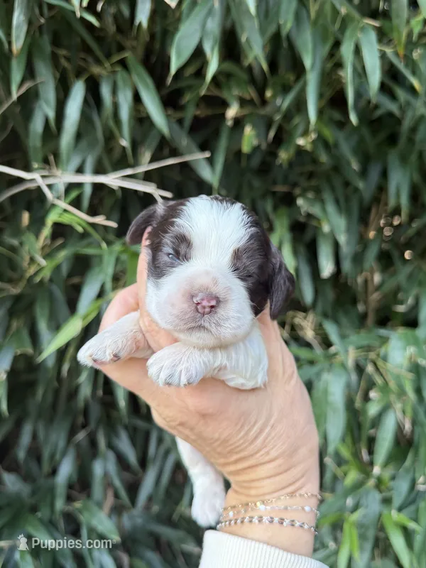 Pat – Cocker Spaniel puppy for sale in Glasgow, KY