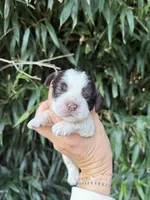 Pat, a male Cocker Spaniel for sale in Glasgow, KY – 1 of 4