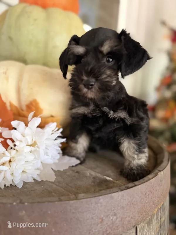 Laney  – Miniature Schnauzer puppy for sale in Glasgow, KY
