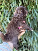 Bernie , a male Shih Tzu for sale in Glasgow, KY – 3 of 4