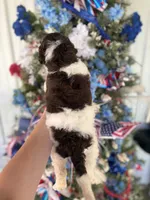 Mandy , a female Goldendoodle for sale in Glasgow, KY – 2 of 2