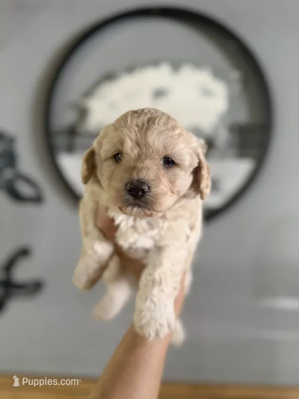 Grace  – Cavapoo puppy for sale in Glasgow, KY