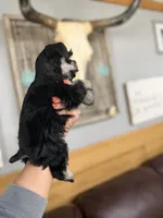 Callie , a female Miniature Schnauzer for sale in Glasgow, KY – 4 of 5
