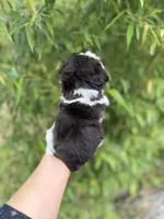 Estill , a male Miniature Schnauzer for sale in Glasgow, KY – 4 of 4