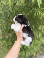 Estill , a male Miniature Schnauzer for sale in Glasgow, KY – 2 of 4